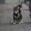Escape-Proof Cat Harnesses for Outdoor Safety